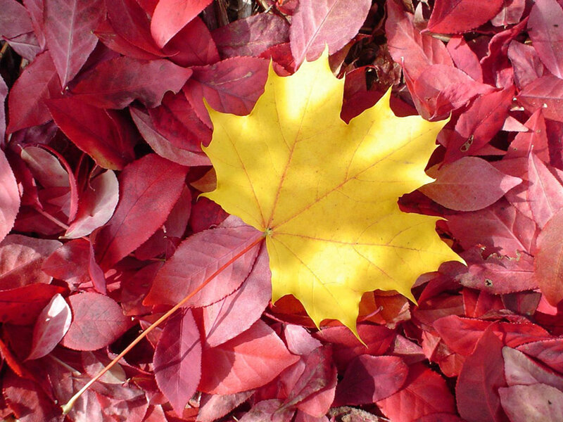 Yellow Maple Leaf — Calm, Autumn, Photograph, Red Leaves