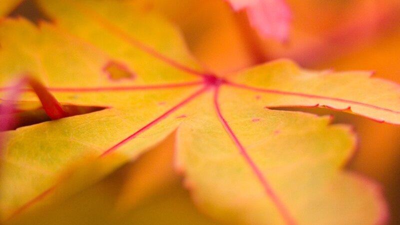 Yellow Maple Leaf — Calm, Autumn, Photograph, Red Veins