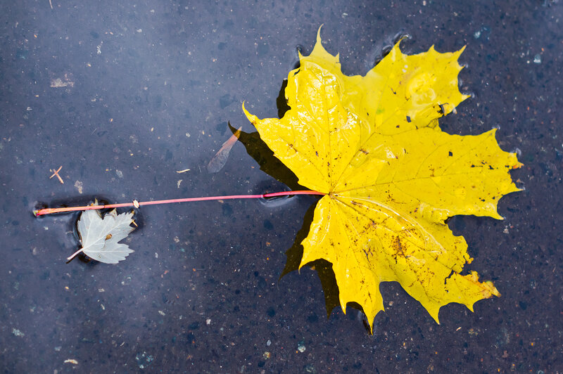 Yellow Maple Leaf — Calm, Autumn, Photograph, Stem
