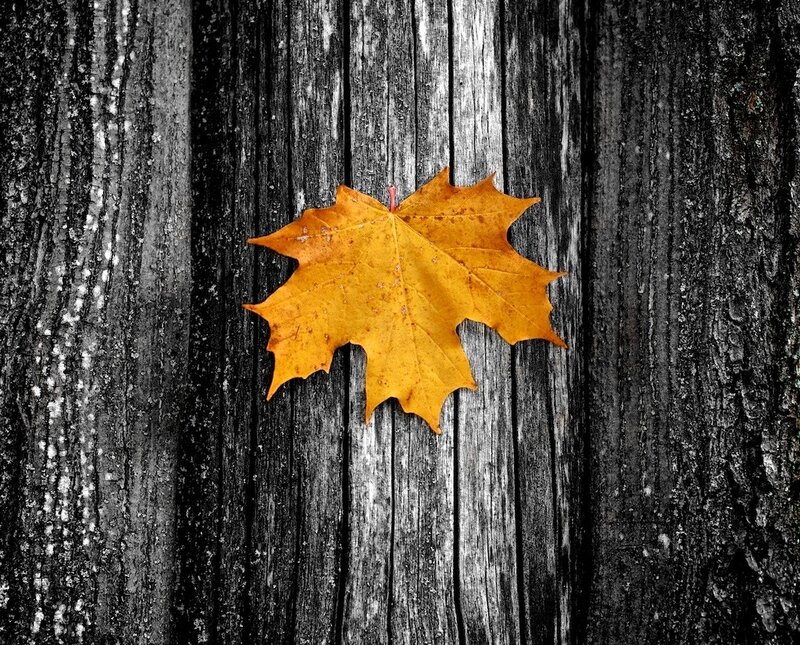 Yellow Maple Leaf — Calm, Autumn, Photograph