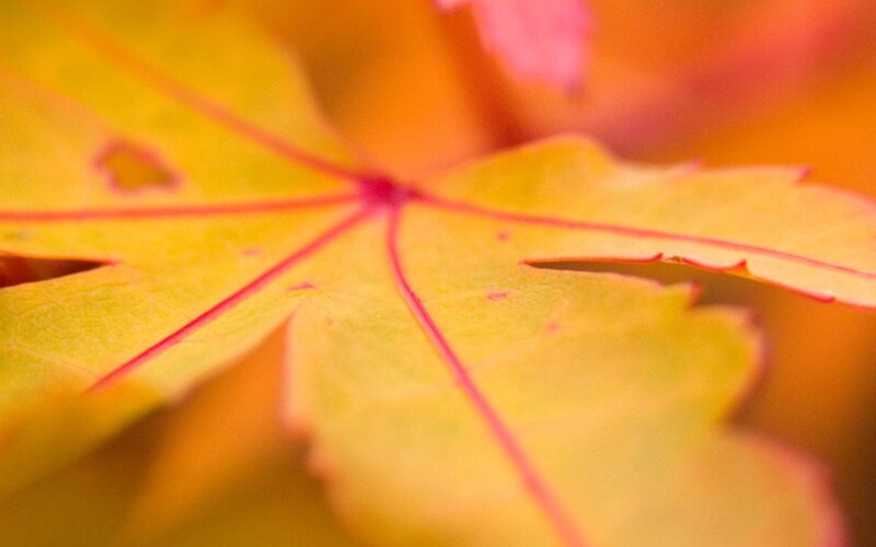Yellow Maple Leaf — Calm, Autumn, Photograph, Veins, Orange, Red