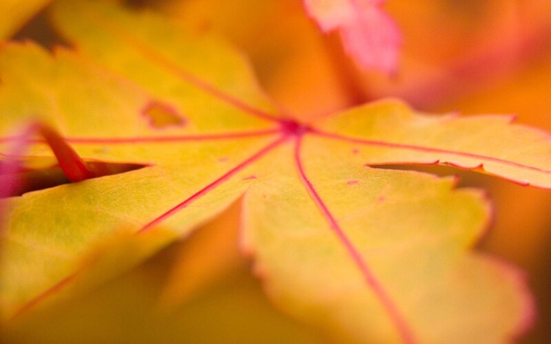 Yellow Maple Leaf — Calm, Autumn, Photograph, Veins