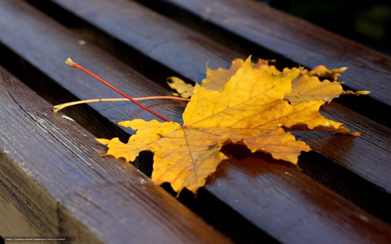 Yellow Maple Leaf — Calm, Autumn, Photograph, Wooden Bench