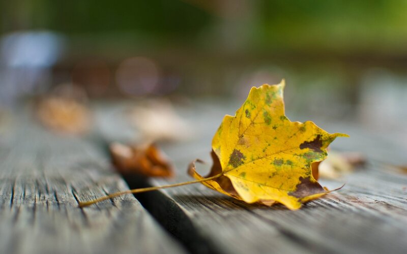 Yellow Maple Leaf — Calm, Autumn, Photograph, Wooden Surface, Fallen Leaves