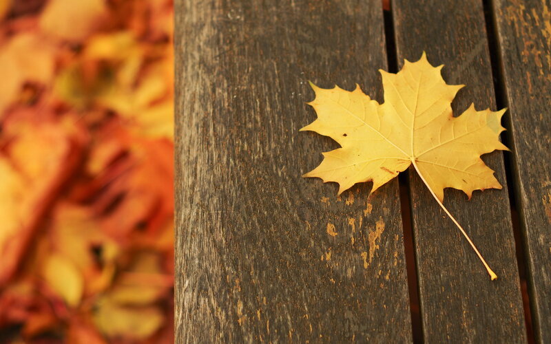 Yellow Maple Leaf — Calm, Autumn, Photograph, Wooden Surface