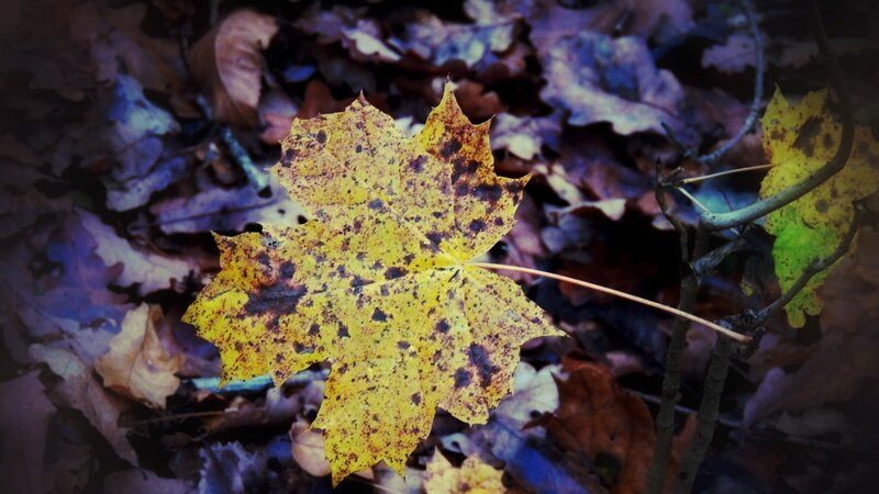 Yellow Maple Leaf — Dramatic, Autumn, Photograph, Fallen Leaves