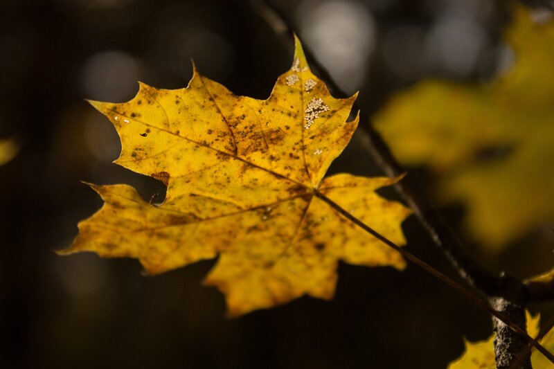 Yellow Maple Leaf — Dramatic, Autumn, Photograph