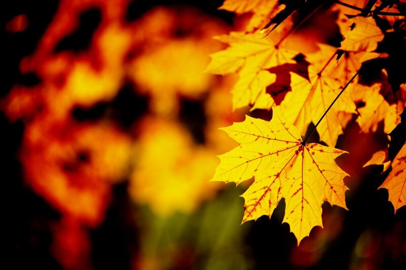 Yellow Maple Leaf — Dramatic, Autumn