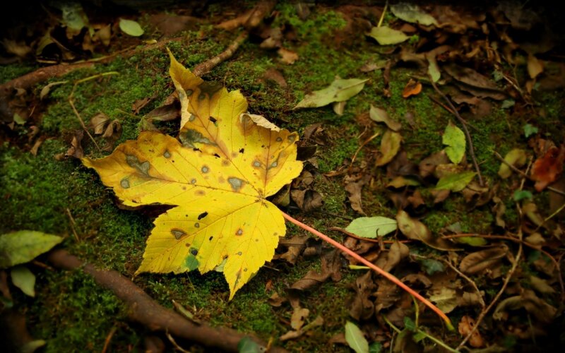 Yellow Maple Leaf — Green, Calm