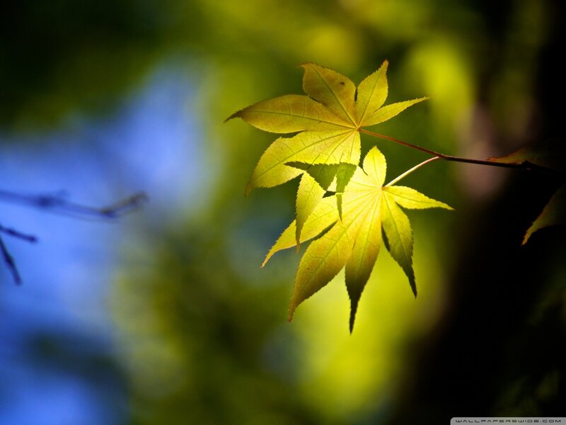 Yellow Maple Leaf — Green, Serene, Afternoon