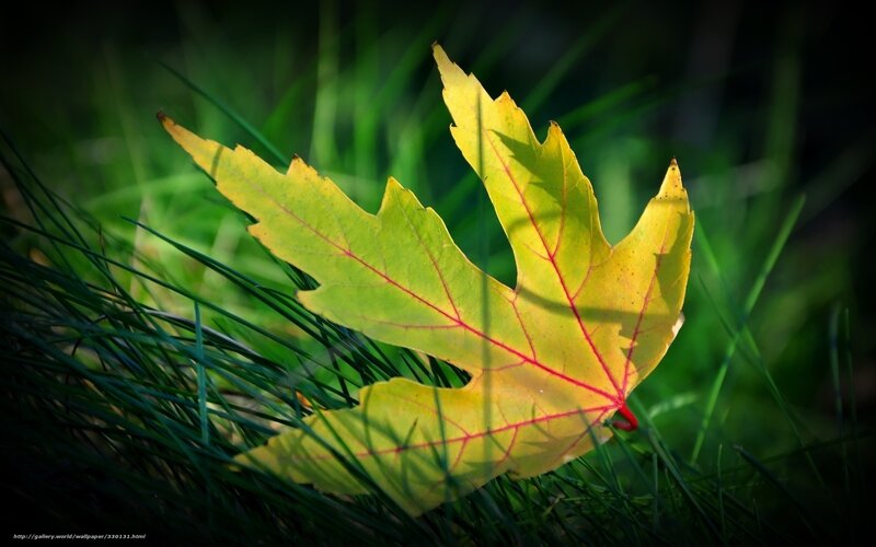 Yellow Maple Leaf — Green, Serene, Autumn, Photograph