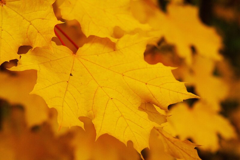 Yellow maple leaf in autumn