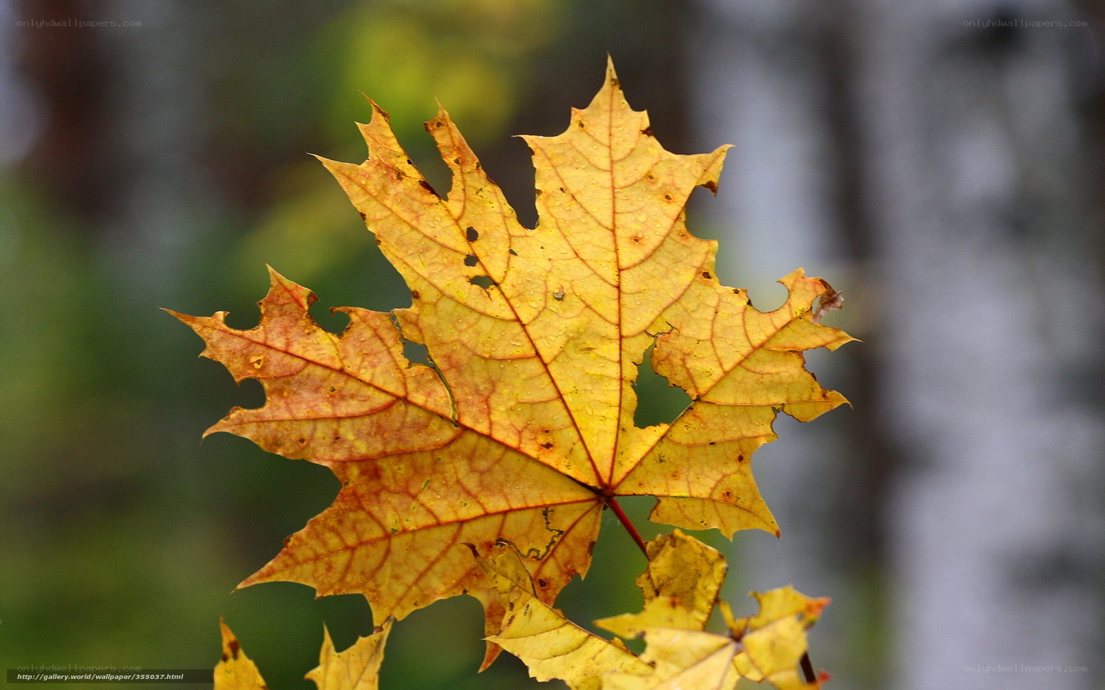 Yellow maple leaf in autumn