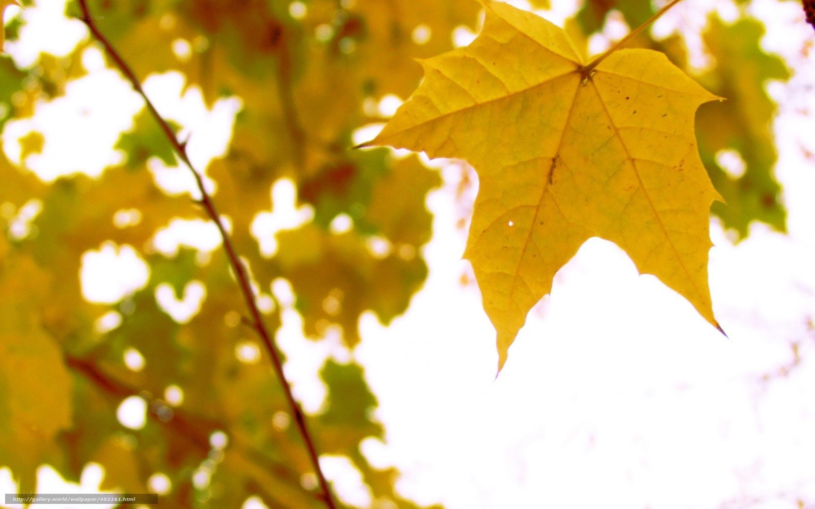 yellow maple leaf in sunlight