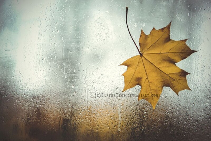 Yellow Maple Leaf — Melancholic, Autumn