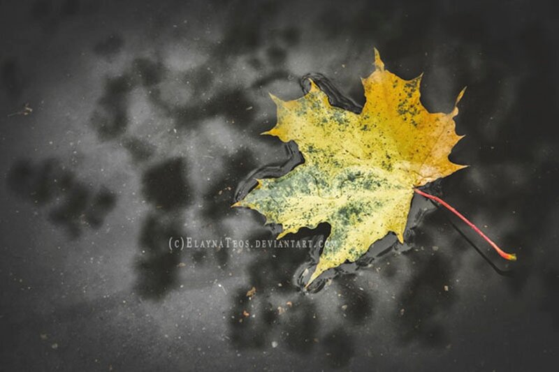 Yellow Maple Leaf — Melancholic