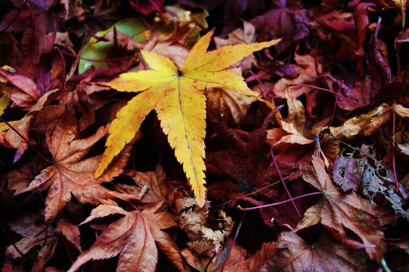 Yellow Maple Leaf — Natural