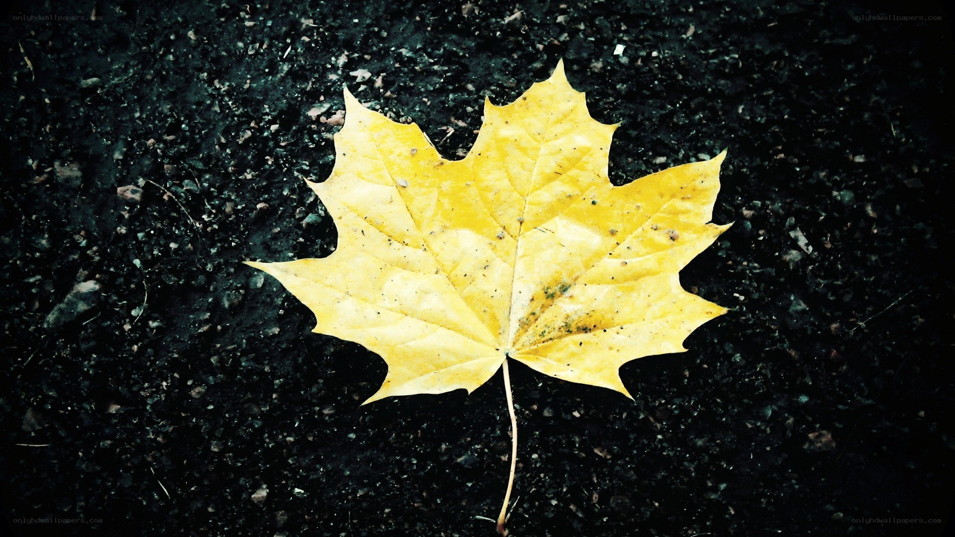 yellow maple leaf on asphalt