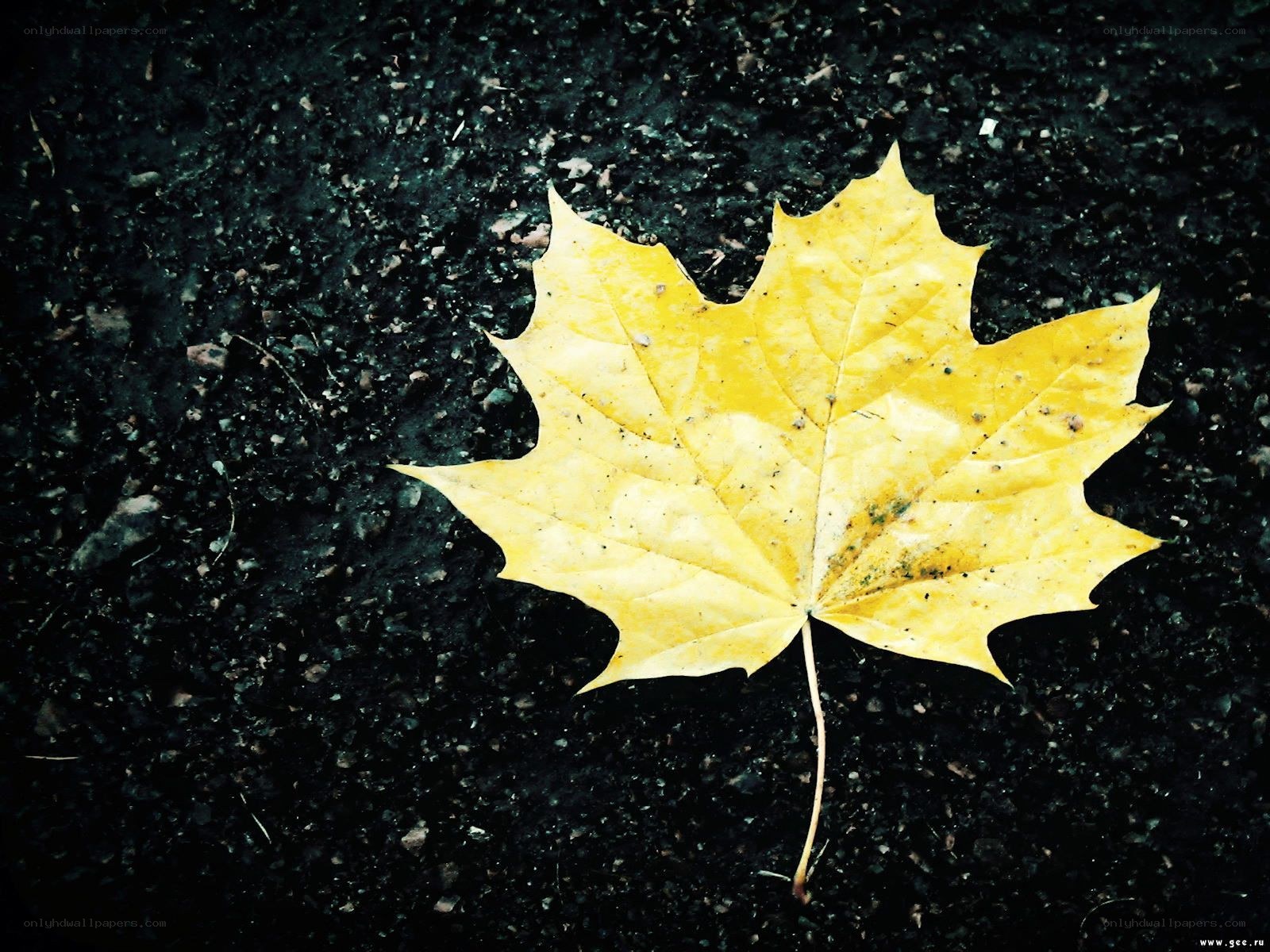 Yellow maple leaf on dark ground