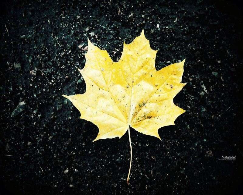 yellow maple leaf on dark ground
