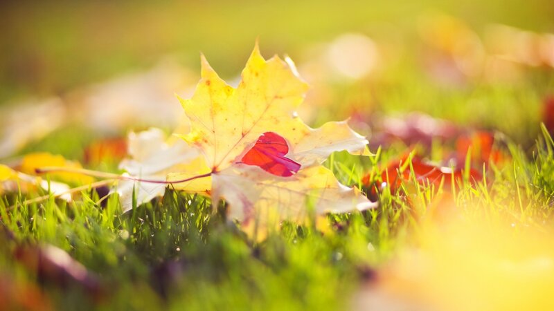 Yellow Maple Leaf on Grass — Green