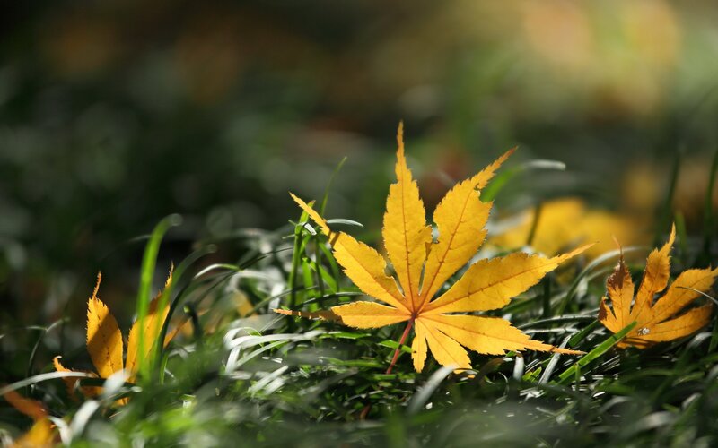 Yellow Maple Leaf on Grass — Serene