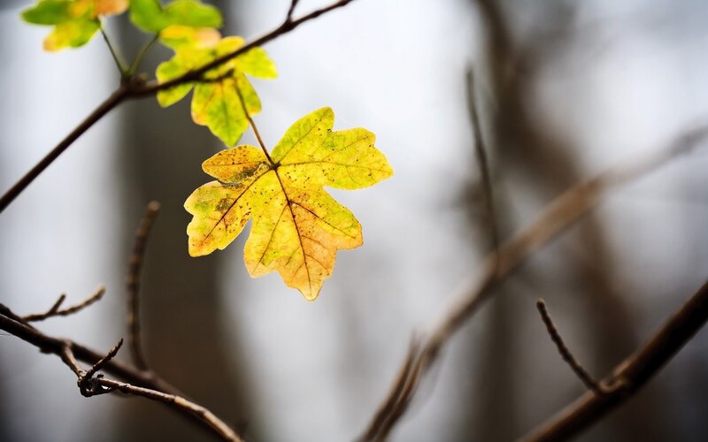 Yellow Maple Leaf — Serene, Autumn, Photograph, Branch, Autumn Leaves