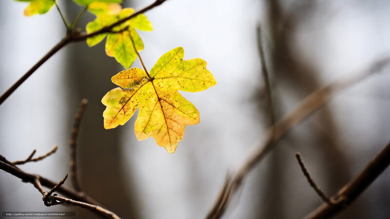 Yellow Maple Leaf — Serene, Autumn, Photograph, Branch, Background