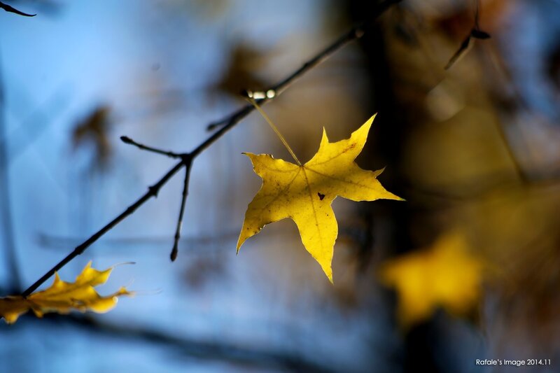 Yellow Maple Leaf — Serene, Autumn, Photograph, Branch, Sky