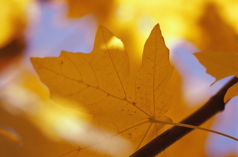 Yellow Maple Leaf — Serene, Autumn, Photograph, Branch