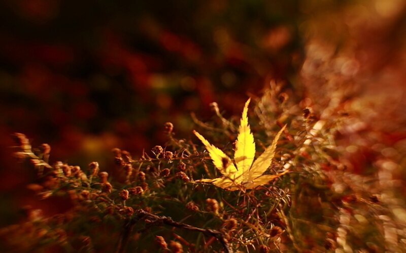 Yellow Maple Leaf — Serene, Autumn, Photograph, Plant
