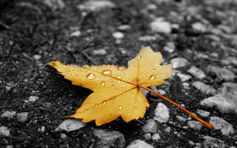 Yellow Maple Leaf — Serene, Autumn, Photograph, Raindrops