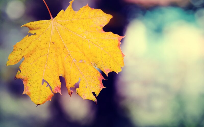 Yellow Maple Leaf — Serene, Autumn, Photograph, Stem