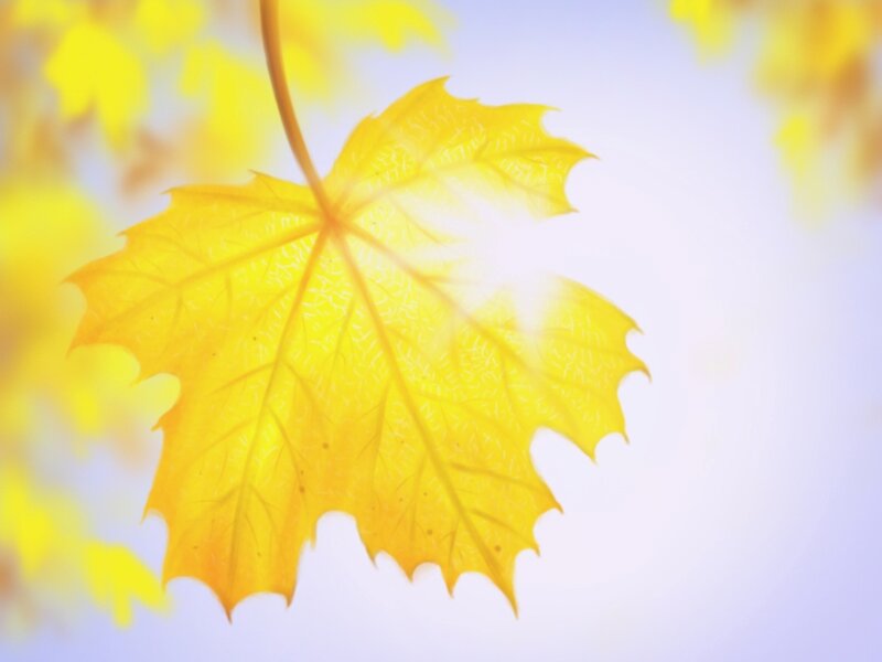 Yellow Maple Leaf — Serene, Autumn, Photograph