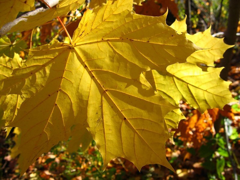 Yellow Maple Leaf — Serene, Autumn