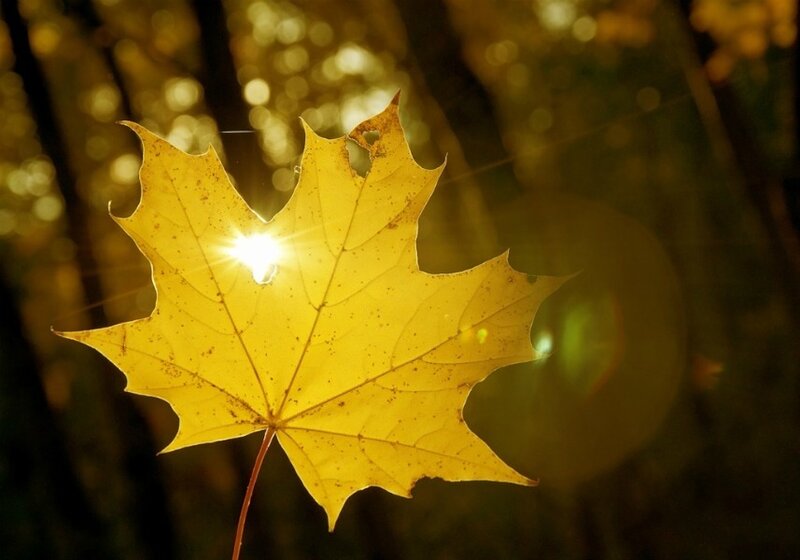 Yellow Maple Leaf — Serene