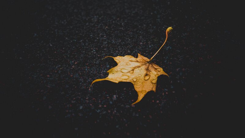Yellow Maple Leaf — Somber