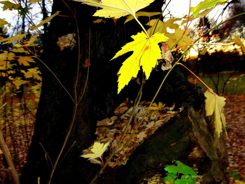 Yellow Maple Leaf