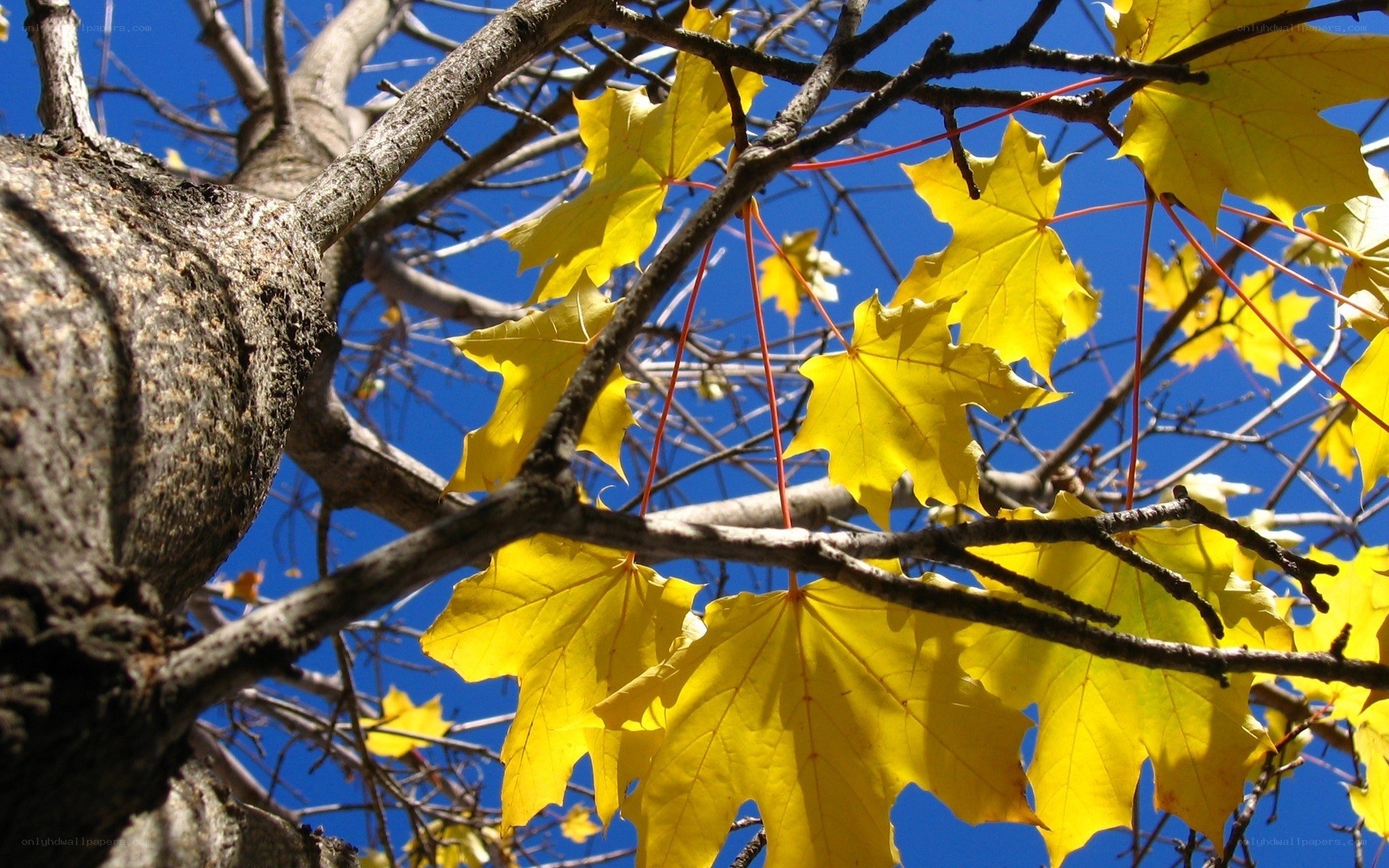 Yellow maple leaves against blue sky