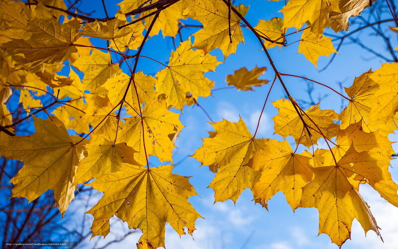 Yellow maple leaves against blue sky