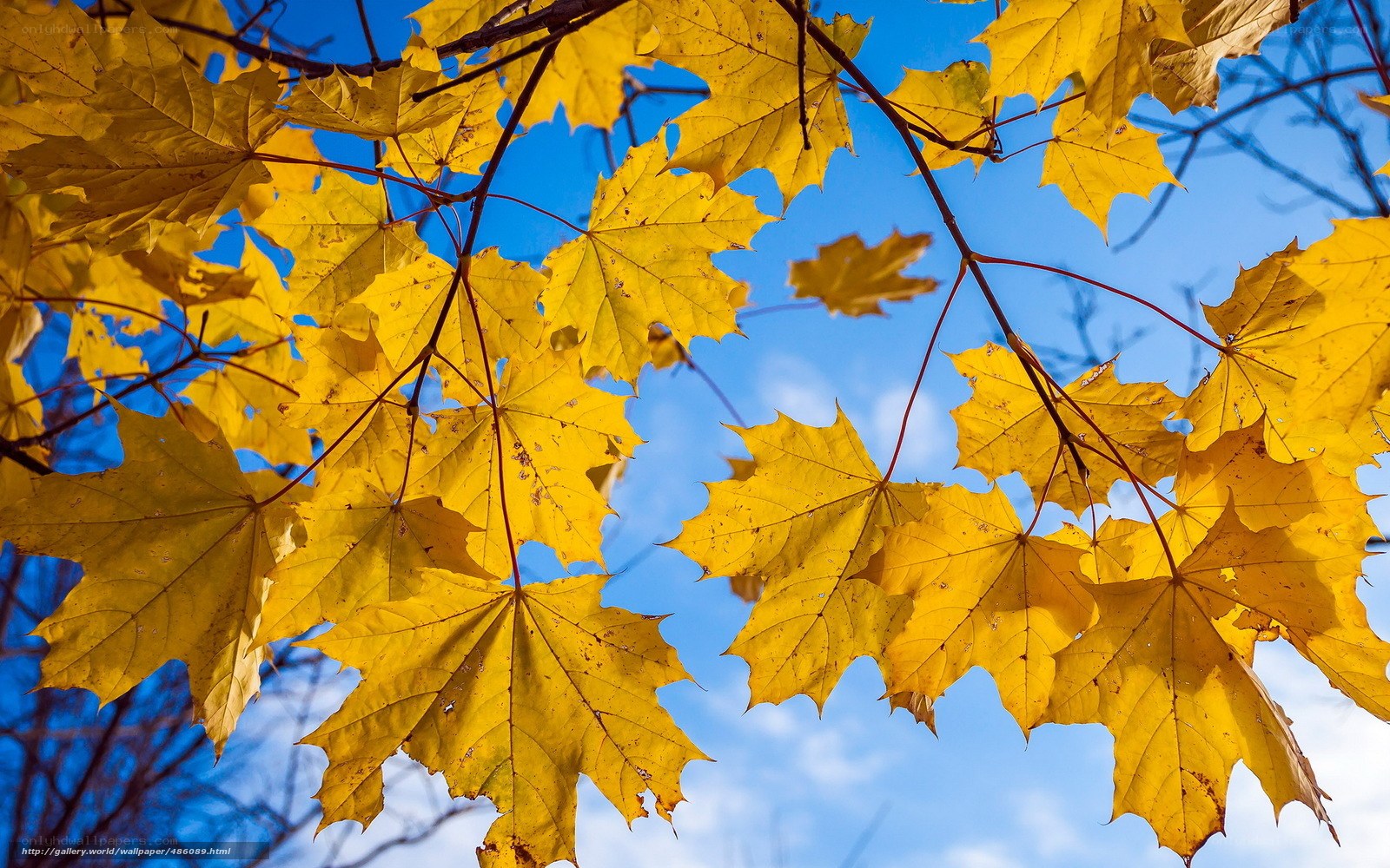 Yellow maple leaves against blue sky
