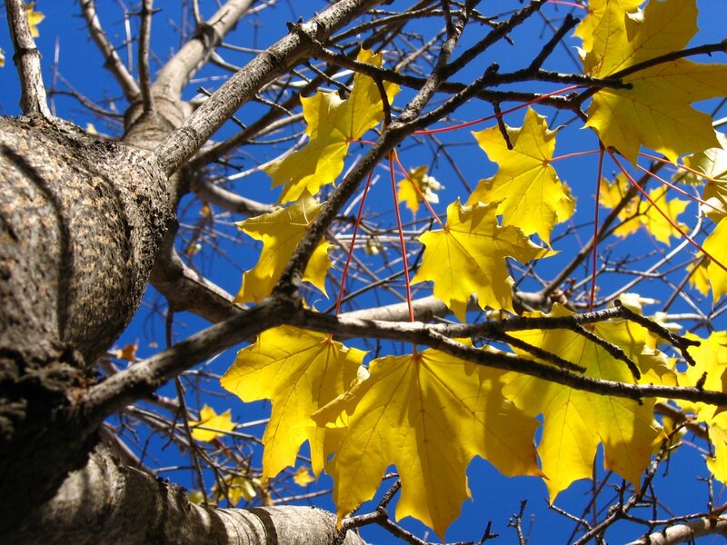 Yellow maple leaves against blue sky