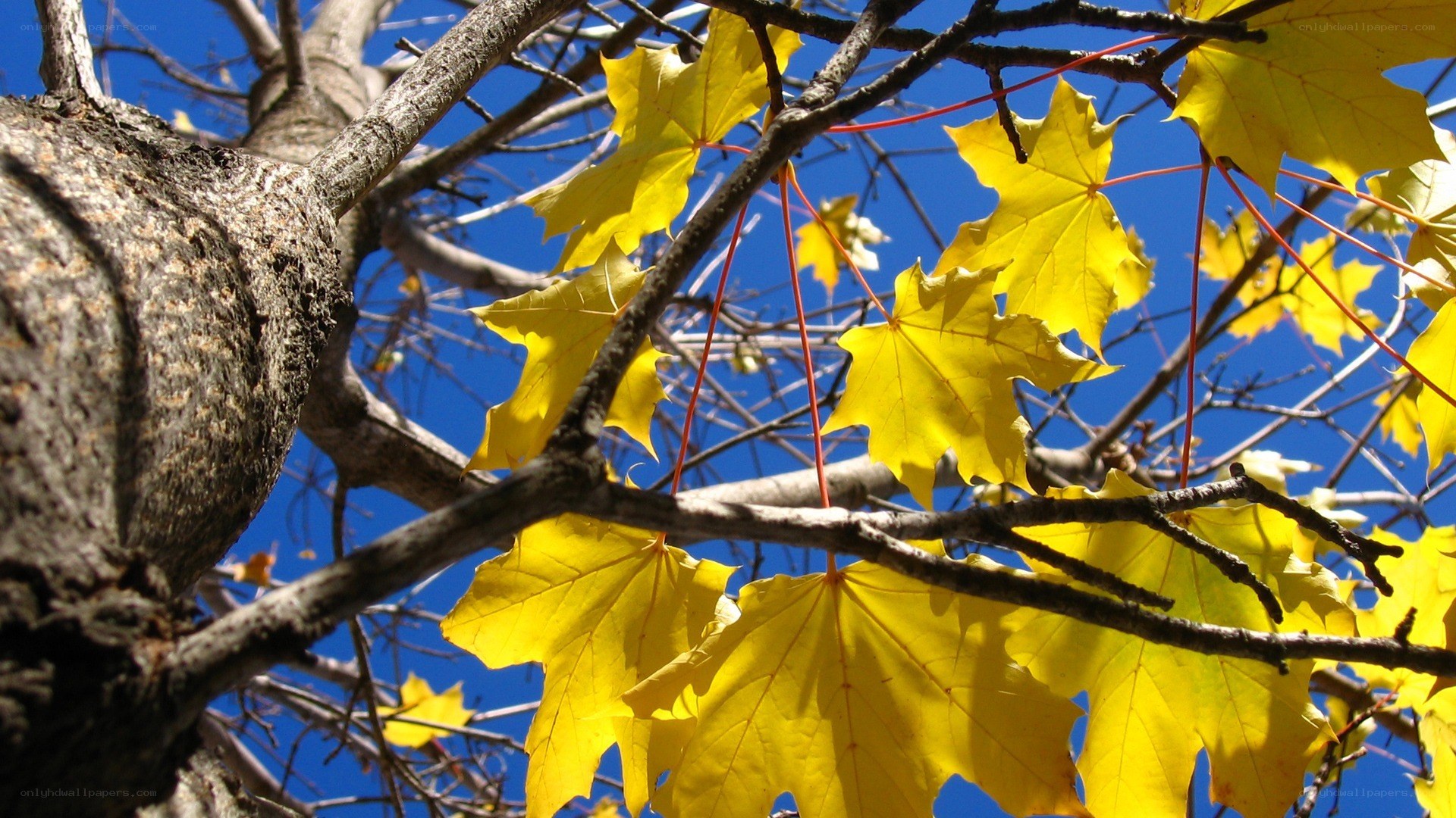 Yellow maple leaves against blue sky