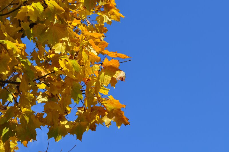 Yellow Maple Leaves — Autumn, Photograph