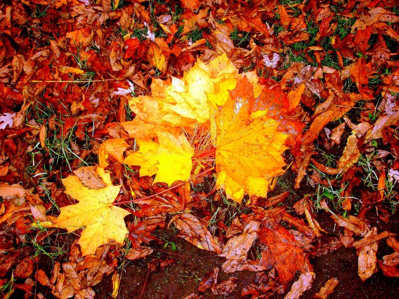 Yellow Maple Leaves — Autumnal