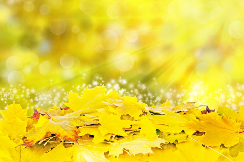 Yellow Maple Leaves — Bright, Autumn, Photograph