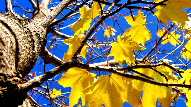 Yellow Maple Leaves — Bright, Autumn, Photograph, Tree Branches