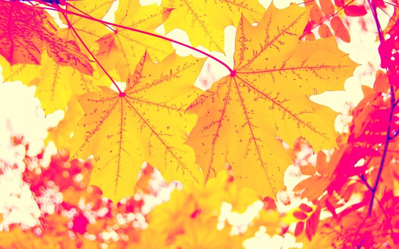 Yellow Maple Leaves — Bright, Autumn