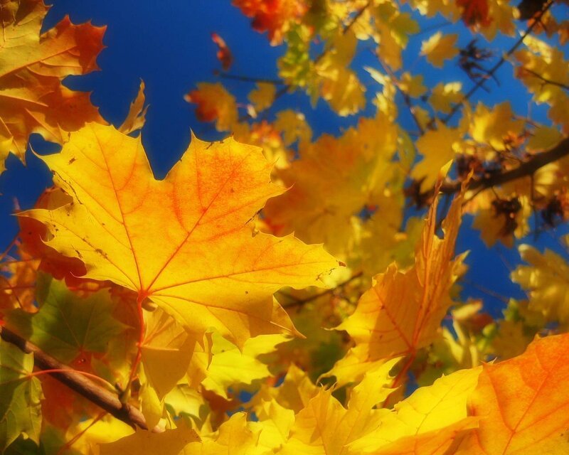 Yellow Maple Leaves — Bright