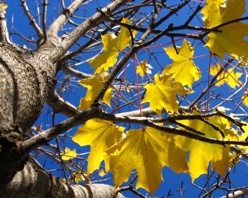 Yellow Maple Leaves — Brown